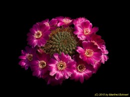Sulcorebutia callichroma  v. longispina HS78a 2188